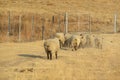 Closeup rear view of rams running down a grass hilltop