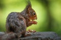 Closeup rear view of a squirrel standing on a stone with blurred background Royalty Free Stock Photo