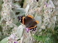 Closeup of Red admiral butterfly (Vanessa atalanta) resting Royalty Free Stock Photo