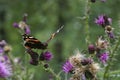 Closeup on a red Admiral butterfly, Vanessa atalanta sitting on a purple thistle flower