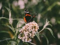 Closeup of a Red Admiral butterfly on a white flower in a garden Royalty Free Stock Photo