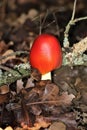 Amanita Jackson Mushroom In Autumn Leaves Close-up