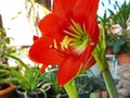 Red amaryllis bloom Royalty Free Stock Photo