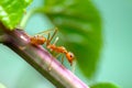 Closeup red ant Closeup red ant with blurred light background Royalty Free Stock Photo