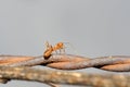 Closeup of red ant running on barbed wire fence Royalty Free Stock Photo