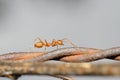 Closeup of red ant running on barbed wire fence Royalty Free Stock Photo