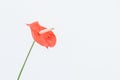 Closeup of a red anthurium flower isolated on a white background Royalty Free Stock Photo