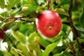 Closeup of a red apple growing on an apple tree branch in summer with bokeh. Fruit hanging from a sustainable orchard Royalty Free Stock Photo