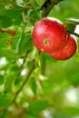 Closeup of red apples growing on an apple tree branch in summer with copyspace. Fruit hanging from an orchard farm tree Royalty Free Stock Photo