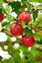 Closeup of red apples growing on a tree branch in summer with copyspace. Fruit hanging from an orchard farm branch with Royalty Free Stock Photo