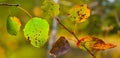 Closeup red aspen autumn tree branch Royalty Free Stock Photo