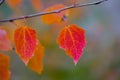 Closeup red aspen leaves on a branch Royalty Free Stock Photo