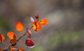 Closeup red aspen tree branc in a forest Royalty Free Stock Photo