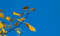 Closeup red aspen tree branch on a blue sky Royalty Free Stock Photo