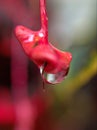 Closeup red autum leaf with water drops in garden and blurred background ,rain drops on leaves, macro image ,sweet color Royalty Free Stock Photo