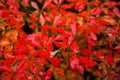 Closeup red autumn leaf with rain water Royalty Free Stock Photo