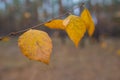 Closeup red autumn leaves on a tree branch Royalty Free Stock Photo