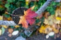 red autumnal maple leaf fallen on a wooden fence in a public garden Royalty Free Stock Photo