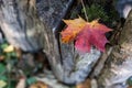 red autumnal maple leaf fallen on a wooden fence in a public garden Royalty Free Stock Photo