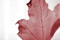 Closeup red autumnal maple leaf on white background Royalty Free Stock Photo