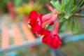 Closeup Red Azalea flowers on the flower pot. Royalty Free Stock Photo