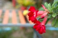 Closeup Red Azalea flowers on the flower pot. Royalty Free Stock Photo