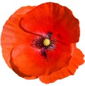 Closeup of a red beautiful blooming corn poppy flower isolated