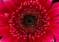 Closeup of the red beautiful petals of a gerbera flower Royalty Free Stock Photo