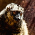 Closeup of red-bellied lemur Royalty Free Stock Photo