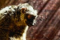 Closeup of red-bellied lemur Royalty Free Stock Photo