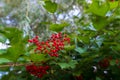 Closeup of red berries on a leafy branch Royalty Free Stock Photo