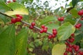 Closeup of red berries of Lonicera maackii