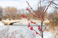 Red Berries on a Plant along the Frozen Lake with Snow at Central Park during the Winter in New York City with the Bow Bridge in t Royalty Free Stock Photo