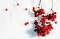 Closeup of red berries of Rowan cluster in winter day on a snow.