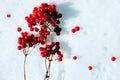 Closeup of red berries of Rowan cluster in winter day on a snow.