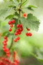 Closeup of red berries - twig of redcurrant in orc Royalty Free Stock Photo