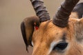 Closeup of a Red-billed Oxpecker sitting on the head of a male Impala picking for parasites.