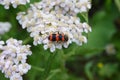 A closeup of a red and black bug on a white wild meadow flower healing herb Royalty Free Stock Photo