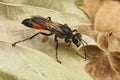 Closeup on the red and black, European Golden Sand Wasp, Sphex funerarius sitting on a dried leaf