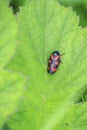 Closeup of a red-and-black froghopper, Cercopis vulnerata, in green grass Royalty Free Stock Photo