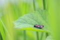 Closeup of a red-and-black froghopper, Cercopis vulnerata, in green grass Royalty Free Stock Photo
