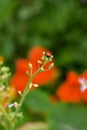 closeup the red black small bug insect hold and sitting on the nasturtium bloom plant in the farm soft focus natural green Royalty Free Stock Photo