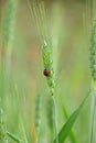 closeup the red black small bug insect hold and sitting on the wheat stitch plant in the farm soft focus natural green background Royalty Free Stock Photo