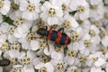Closeup on a red and black striped bea-eating beetle, Trichodes apiarius sitting on a white common yarrow flower Royalty Free Stock Photo