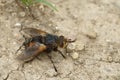 Closeup on a red blakc colored Tachinid fly, Tachina fera, sitting on the ground