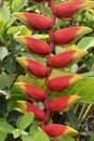 Closeup of a red blossom of a palm tree in Khao Lak in Thailand, Asia Royalty Free Stock Photo