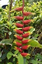 Closeup of a red blossom of a palm tree in Khao Lak in Thailand, Asia Royalty Free Stock Photo