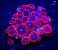 Red and Blue Zoanthid Coral