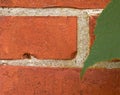 Closeup of red brick wall with a green leaf and copyspace. Zoom in on details of a built structure with a rough surface Royalty Free Stock Photo