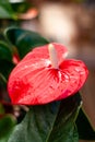 Closeup Red and bright Anthurium flower in a garden center. Love flower. Nice exotic flower